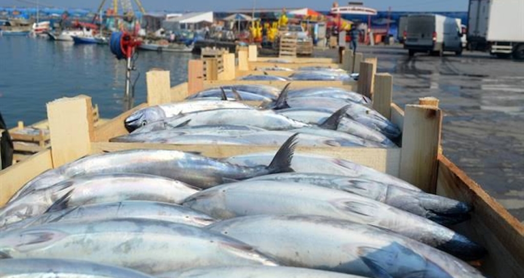 Tekirdağ'da palamut bereketi: Tanesi 100 ile 150 lira arasında satılıyor
